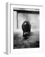 Baby Pygmy Hippo, Gumdrop, Following His Mother to Take a Nap-George Skadding-Framed Photographic Print