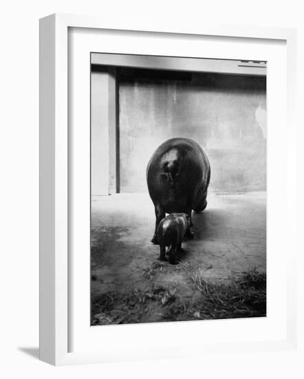 Baby Pygmy Hippo, Gumdrop, Following His Mother to Take a Nap-George Skadding-Framed Photographic Print