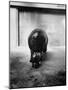 Baby Pygmy Hippo, Gumdrop, Following His Mother to Take a Nap-George Skadding-Mounted Photographic Print