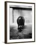 Baby Pygmy Hippo, Gumdrop, Following His Mother to Take a Nap-George Skadding-Framed Photographic Print