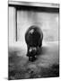 Baby Pygmy Hippo, Gumdrop, Following His Mother to Take a Nap-George Skadding-Mounted Photographic Print