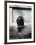 Baby Pygmy Hippo, Gumdrop, Following His Mother to Take a Nap-George Skadding-Framed Photographic Print