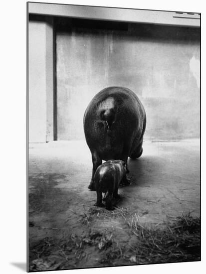 Baby Pygmy Hippo, Gumdrop, Following His Mother to Take a Nap-George Skadding-Mounted Photographic Print