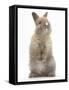 Baby Rabbit Standing-Mark Taylor-Framed Stretched Canvas