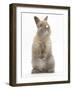 Baby Rabbit Standing-Mark Taylor-Framed Photographic Print