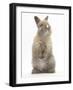 Baby Rabbit Standing-Mark Taylor-Framed Photographic Print