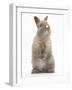 Baby Rabbit Standing-Mark Taylor-Framed Photographic Print