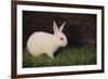 Baby Rabbit-DLILLC-Framed Photographic Print