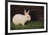 Baby Rabbit-DLILLC-Framed Photographic Print