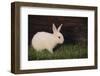 Baby Rabbit-DLILLC-Framed Photographic Print