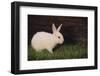 Baby Rabbit-DLILLC-Framed Photographic Print