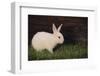 Baby Rabbit-DLILLC-Framed Photographic Print