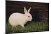 Baby Rabbit-DLILLC-Mounted Photographic Print