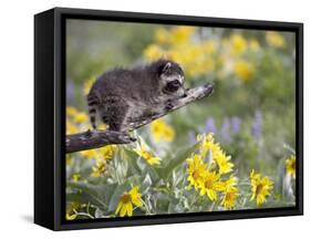 Baby Raccoon in Captivity, Animals of Montana, Bozeman, Montana, USA-James Hager-Framed Stretched Canvas