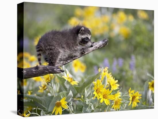 Baby Raccoon in Captivity, Animals of Montana, Bozeman, Montana, USA-James Hager-Stretched Canvas