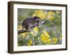 Baby Raccoon in Captivity, Animals of Montana, Bozeman, Montana, USA-James Hager-Framed Photographic Print