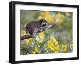 Baby Raccoon in Captivity, Animals of Montana, Bozeman, Montana, USA-James Hager-Framed Photographic Print