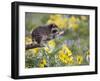 Baby Raccoon in Captivity, Animals of Montana, Bozeman, Montana, USA-James Hager-Framed Photographic Print