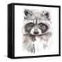 Baby Raccoon-Patricia Pinto-Framed Stretched Canvas