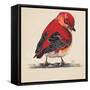 Baby Red Bird I-Patricia Pinto-Framed Stretched Canvas