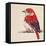 Baby Red Bird II-Patricia Pinto-Framed Stretched Canvas