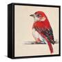 Baby Red Bird II-Patricia Pinto-Framed Stretched Canvas