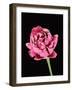 Baby's Breath Flower-Micro Discovery-Framed Photographic Print