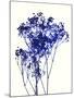 Baby's Breath-Garima Dhawan-Mounted Art Print