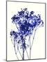 Baby's Breath-Garima Dhawan-Mounted Art Print