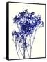 Baby's Breath-Garima Dhawan-Framed Stretched Canvas