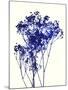 Baby's Breath-Garima Dhawan-Mounted Giclee Print