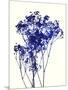 Baby's Breath-Garima Dhawan-Mounted Giclee Print