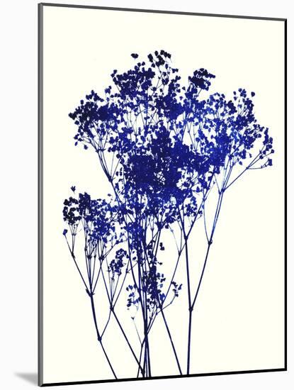 Baby's Breath-Garima Dhawan-Mounted Giclee Print