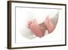 Baby's Feet-Ruth Jenkinson-Framed Premium Photographic Print