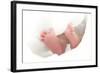 Baby's Feet-Ruth Jenkinson-Framed Premium Photographic Print