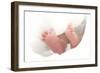 Baby's Feet-Ruth Jenkinson-Framed Photographic Print