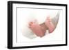 Baby's Feet-Ruth Jenkinson-Framed Photographic Print