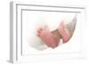 Baby's Feet-Ruth Jenkinson-Framed Photographic Print