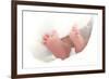 Baby's Feet-Ruth Jenkinson-Framed Photographic Print