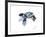 Baby Sea Turtle-Suren Nersisyan-Framed Art Print