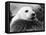 Baby Seals-null-Framed Stretched Canvas