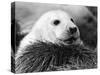 Baby Seals-null-Stretched Canvas