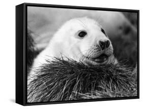 Baby Seals-null-Framed Stretched Canvas