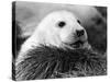 Baby Seals-null-Stretched Canvas
