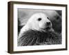 Baby Seals-null-Framed Photographic Print