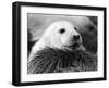 Baby Seals-null-Framed Photographic Print