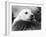 Baby Seals-null-Framed Photographic Print