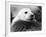 Baby Seals-null-Framed Photographic Print