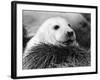 Baby Seals-null-Framed Photographic Print