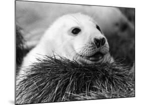 Baby Seals-null-Mounted Photographic Print